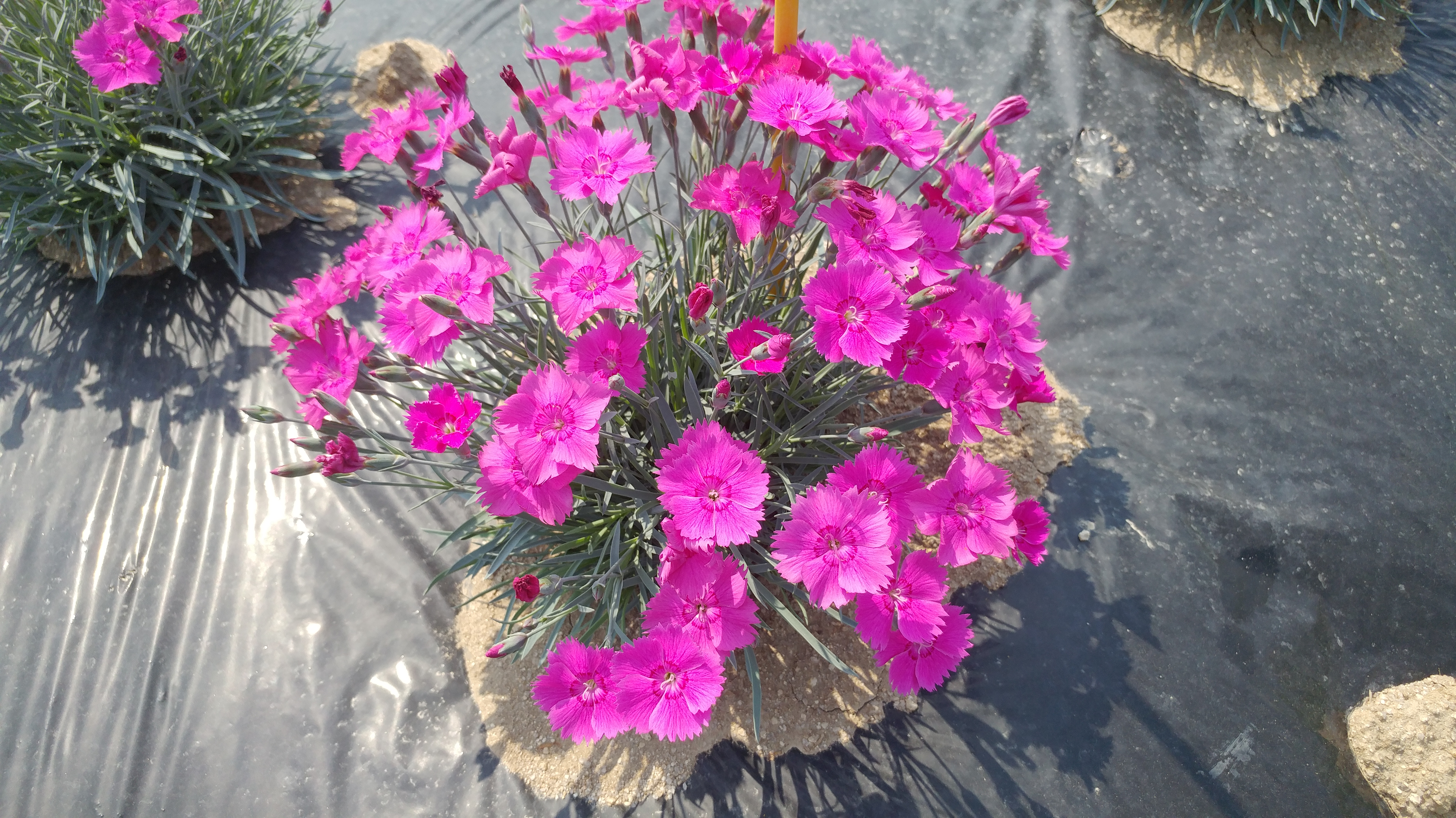 Dianthus ‘Kiss Me’